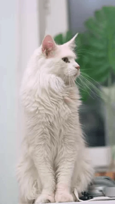 Maine Coon Video