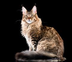 Maine Maine Coon Cat
