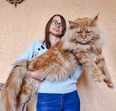 Massive Maine Coon