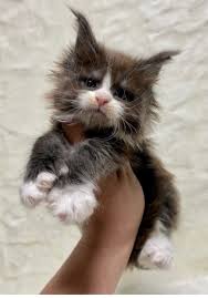 Near Me Maine Coon Kittens For Sale $450