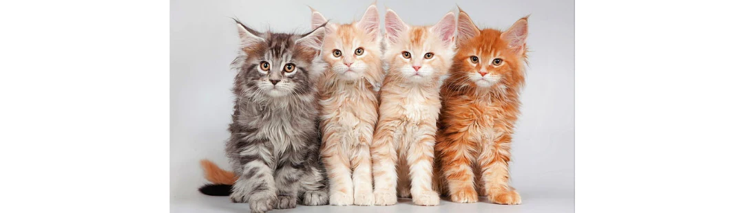 Orange Maine Coon For Sale