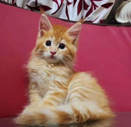 Orange Maine Coon Kittens For Sale