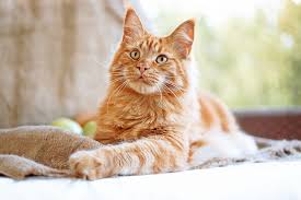 Orange Tabby Maine Coon Mix