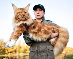 Pics Of Maine Coon Cats