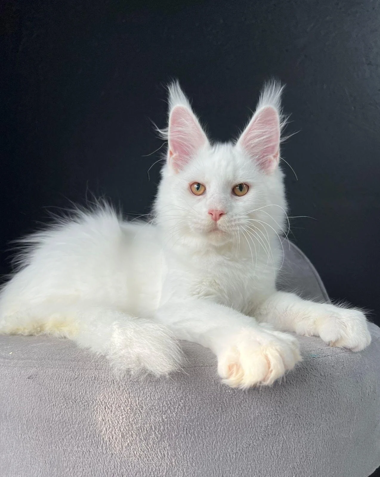 Polydactyl Maine Coon Kittens For Sale