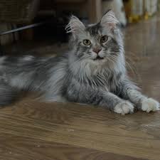 Purebred Maine Coon