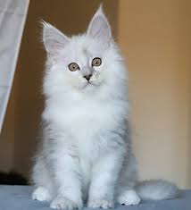 Shaded Silver Maine Coon