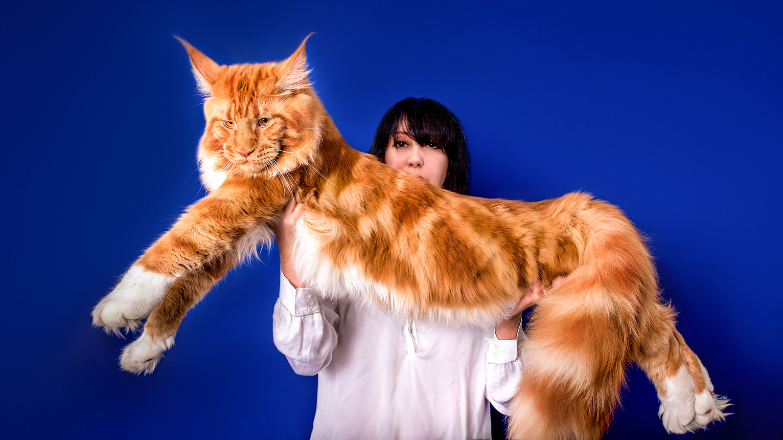 Stewie Maine Coon Cat