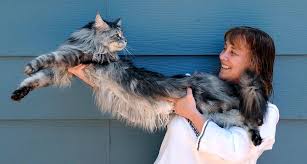 Stewie Maine Coon