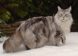The Maine Coon