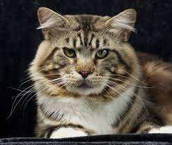 Warner Robins Maine Coon