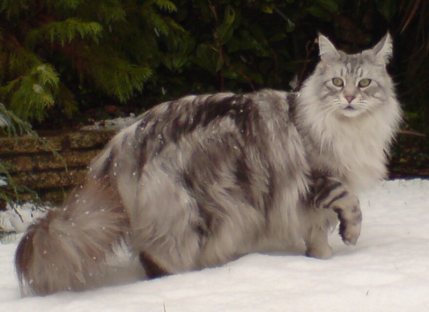 Where Did Maine Coon Cats Come From