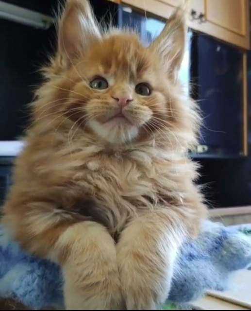 Where To Buy A Maine Coon Cat