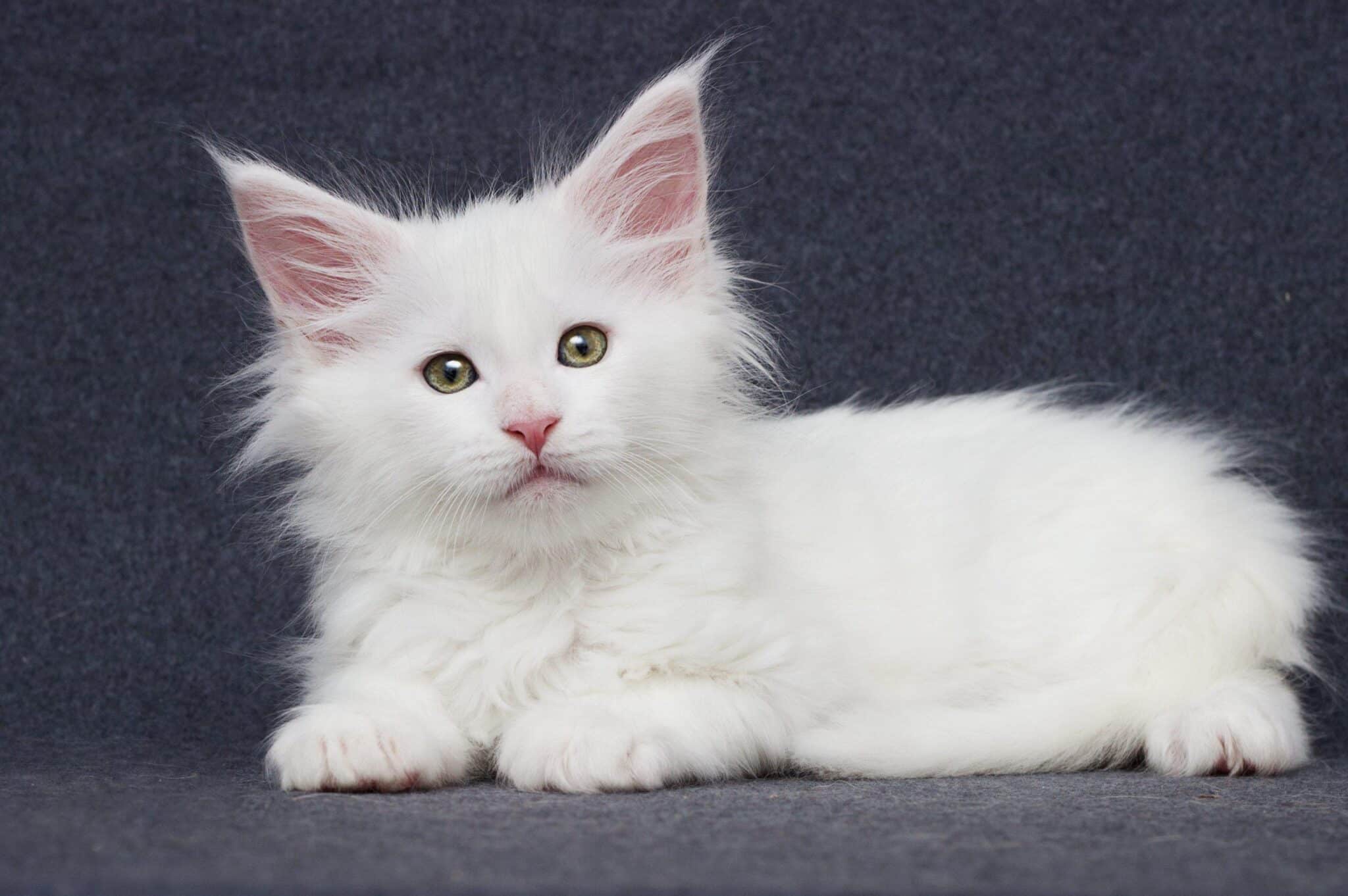White Maine Coon Kittens For Sale