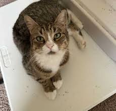 Maine Coon Cats For Adoption Philadelphia
